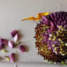 Illustration from “Purple Sunflowers”