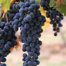 Illustration from “What Grape Are You?”